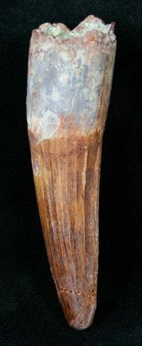 Beautiful Spinosaurus Tooth #14453